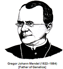 1214_gregor john mendel.png